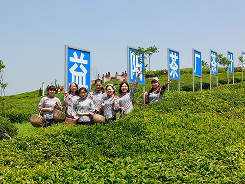 湘益茶廠茶葉基地